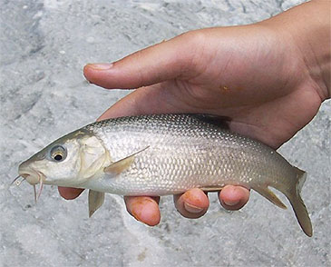1372_Greek Barbel_Barbus albanicus.jpg 1372_Greek Barbel_Barbus albanicus.jpg
